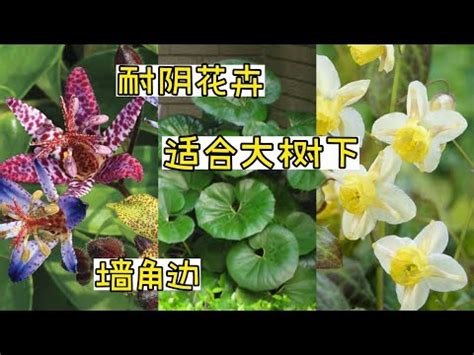 室外植物風水